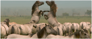 Konikpaarden: Konik Horses