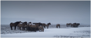 Oostvaardersplassen Wild Horses in Winter